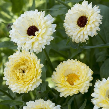 Picture of Calendula - Snow Princess